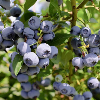 Augstās krūmmellenes Vaccinium Corymbosum XXL, P9 interface.image 4