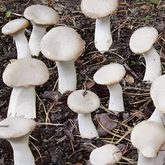 Austersēnes (Pleurotus eryngii) interface.image 2