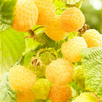 Avene Rubus idaeusGolden Bilss interface.image 1