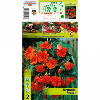 Begonija Pendula Orange interface.image 6