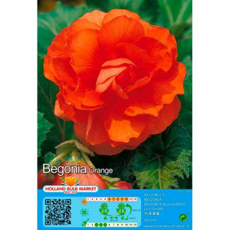 Begonijas Double Orange interface.image 6