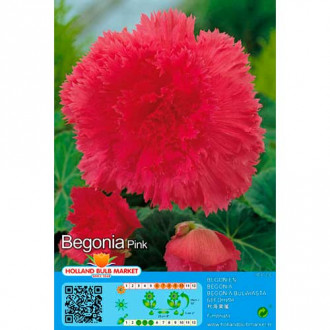 Begonijas Double Pink interface.image 1