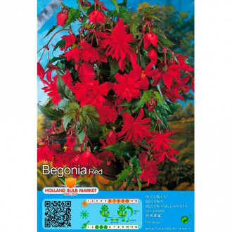 Begonijas Pendula Red interface.image 5