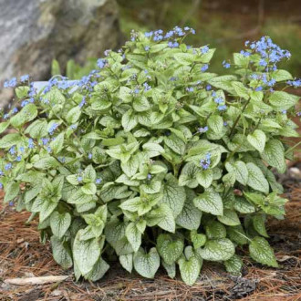 Brunnera Silver Heart, С3 interface.image 1