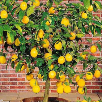 Citrons Lemon interface.image 1