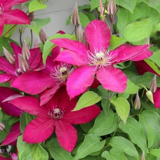 Clematis Expander, С2 interface.image 1