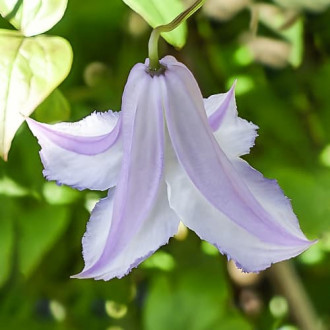 Clematis Fairy Slippers, С2 interface.image 4