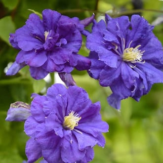 Clematis Floral Dance, С2 interface.image 3