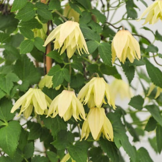 Clematis Golden Surprise, С2 interface.image 1
