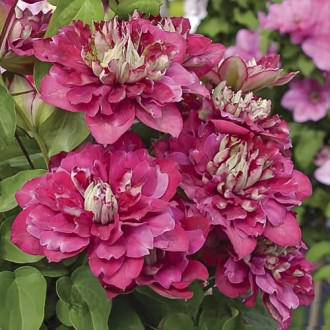 Clematis Hot Kisses, С2 interface.image 2