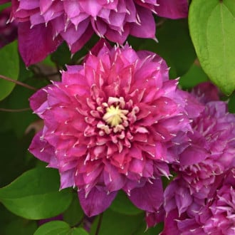Clematis Hot Love, С2 interface.image 3