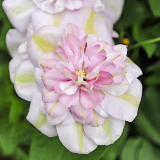 Clematis Innocent Blush, С2 interface.image 4