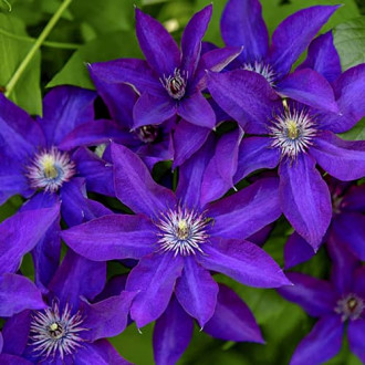 Clematis Lavender Beauty, С2 interface.image 6