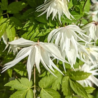 Clematis Lemon Dream, С2 interface.image 5