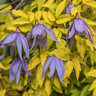Clematis Luminous® Dusk, С2 interface.image 6