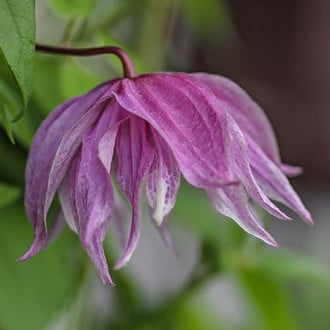 Clematis Purple Dream, С2 interface.image 2