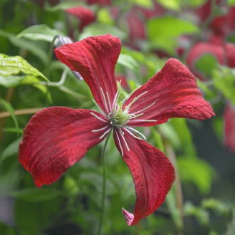 Clematis Strawberry Fields, С2 interface.image 4