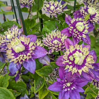 Clematis Taiga, С2 interface.image 12