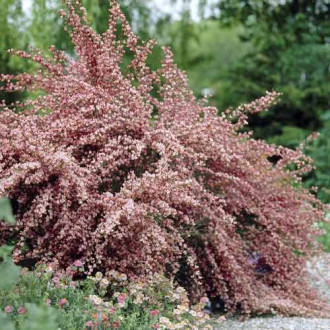 Cytisus Moyclare Pink, С2 interface.image 3