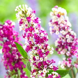 Dāvida Budleja (Buddleja Davidii) Berries Cream interface.image 1