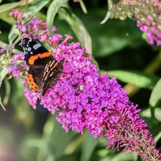 Dāvida budleja Purple Prince, P9 interface.image 6