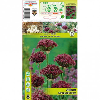 Ķiploki (Allium) Atropurpureum interface.image 5