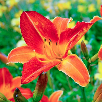 Dienlilija (Hemerocallis) Red interface.image 5