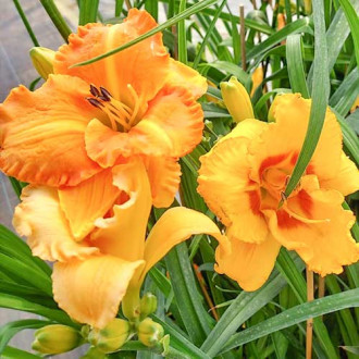 Dienlilija (Hemerocallis) Yellow interface.image 6