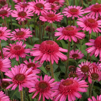 Echinacea Delicious Candy, С2 interface.image 2