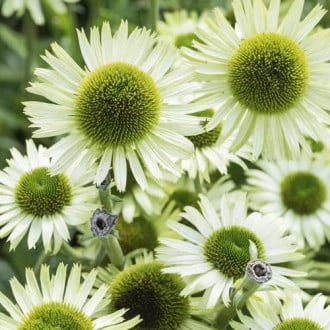 Ehinācijas (Echinacea) Green Jewel, С3 interface.image 5