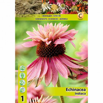 Ehinācijas (Echinacea) Indiaca interface.image 5