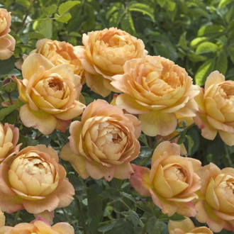 English Rose Lady of Shalott®, C5 interface.image 4