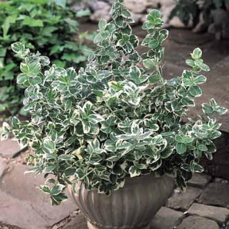 Euonymus Emerald Gaiety, С2 interface.image 5