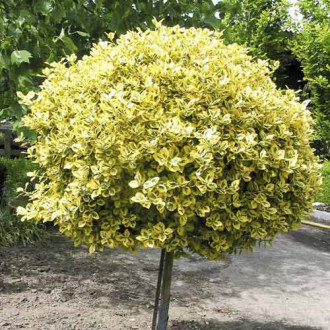 Euonymus Emerald'n Gold, С4.5 interface.image 3