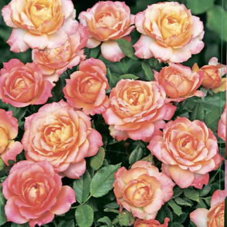 Floribunda roze Briosa®, C5 interface.image 4