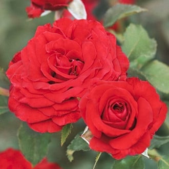 Floribunda roze Carmine™ Vaza ®, С3 interface.image 6