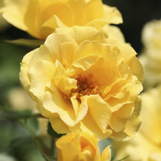 Floribunda roze Dark Yellow™ Vaza ®, С3 interface.image 1