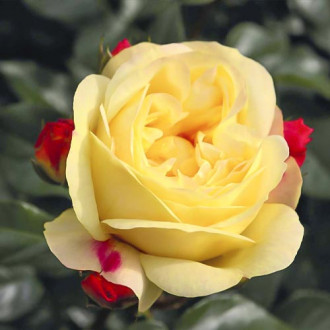 Floribunda roze Lampion ®, С3 interface.image 3