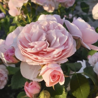 Floribunda roze Miss.Granger® interface.image 1