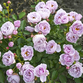 Floribunda roze Nautica®, C5 interface.image 5