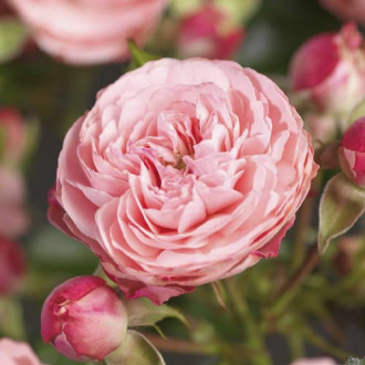 Floribunda roze Pink Meilove ®, С5 interface.image 1