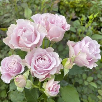 Floribunda roze Pink Ruf, С5 interface.image 5