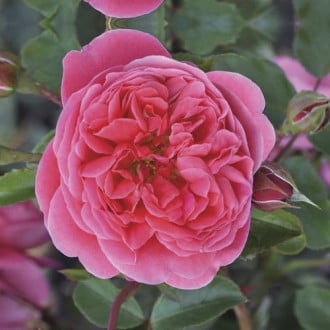 Floribunda roze Raspberry ™, С3 interface.image 2