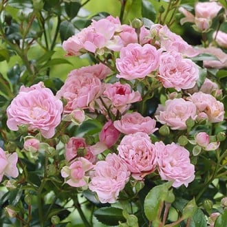 Floribunda roze The Fairy interface.image 6