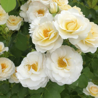 Floribunda roze Zorza® interface.image 4