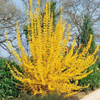 Forsythia intermedia Golden Times, С2 interface.image 5