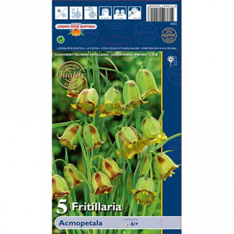 Fritilārija Acmopetala interface.image 1