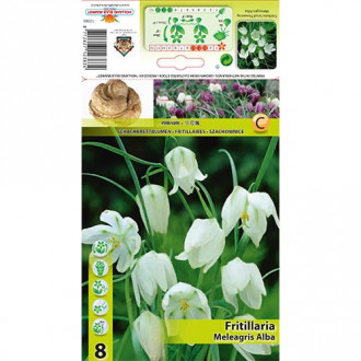 Rūtainā fritilārija (Fritillaria) Alba interface.image 1