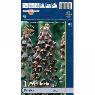 Fritilārija Persica interface.image 3