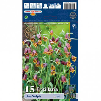 Fritilārijas (Fritillaria) Uva Vulpis interface.image 4